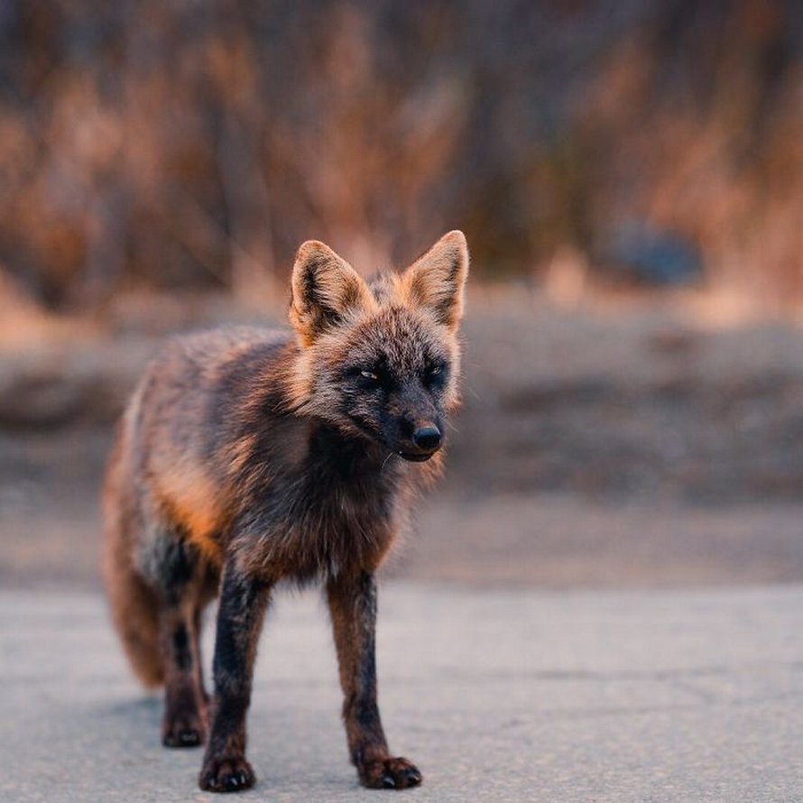 Un homme a gagné la confiance d’un renard noir et roux et a partagé de superbes photos de lui