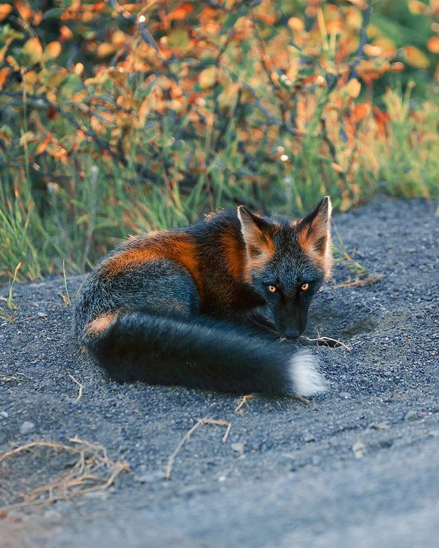 Un homme a gagné la confiance d’un renard noir et roux et a partagé de superbes photos de lui