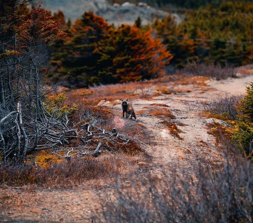 Un homme a gagné la confiance d’un renard noir et roux et a partagé de superbes photos de lui