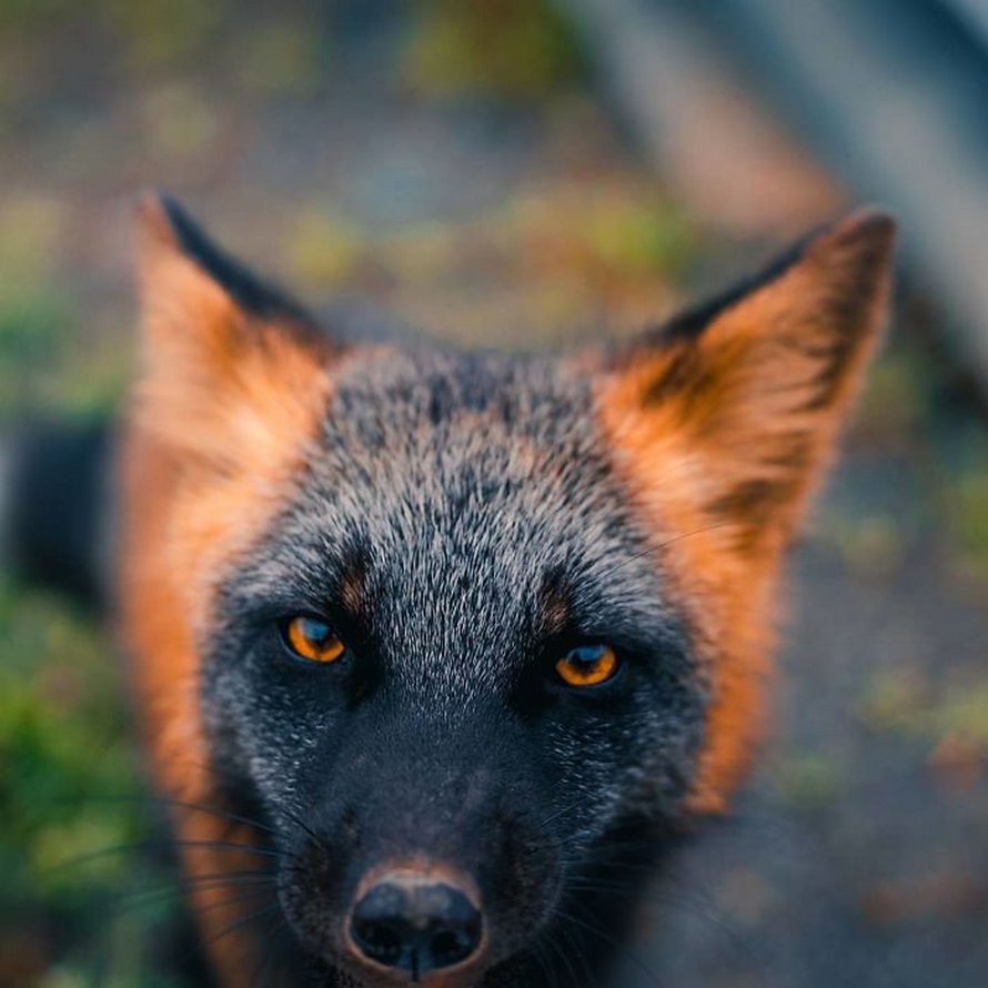 Un homme a gagné la confiance d’un renard noir et roux et a partagé de superbes photos de lui
