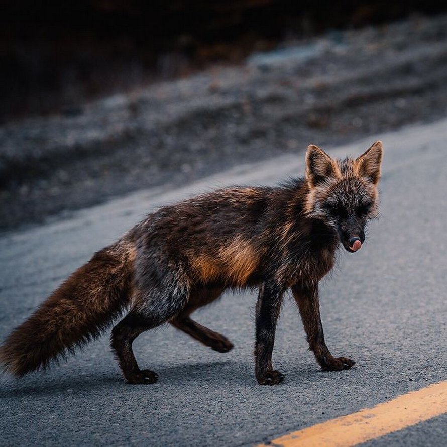 Un homme a gagné la confiance d’un renard noir et roux et a partagé de superbes photos de lui