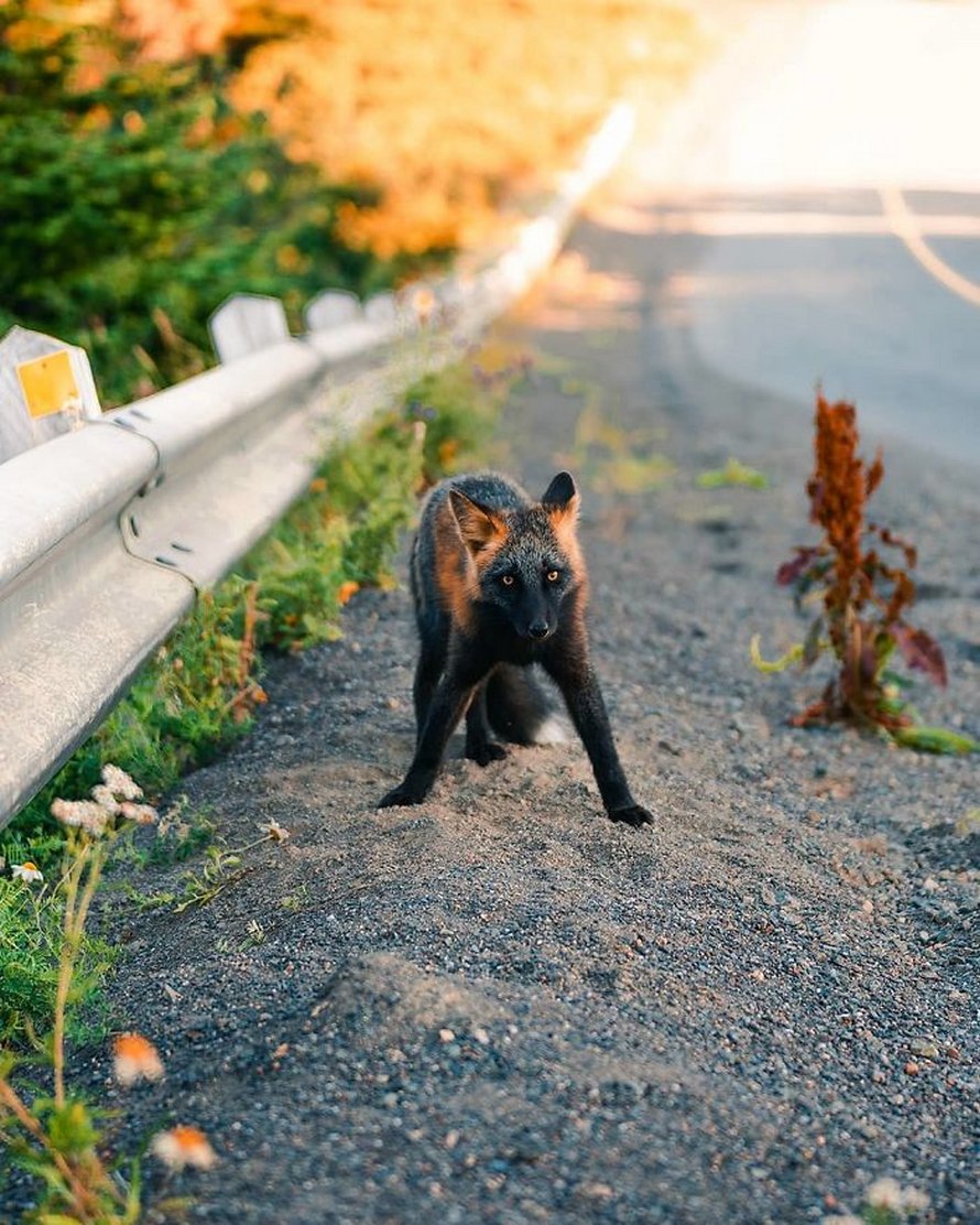 Un homme a gagné la confiance d’un renard noir et roux et a partagé de superbes photos de lui