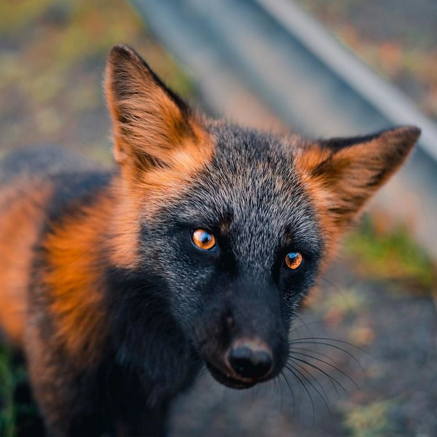 Un homme a gagné la confiance d’un renard noir et roux et a partagé de superbes photos de lui