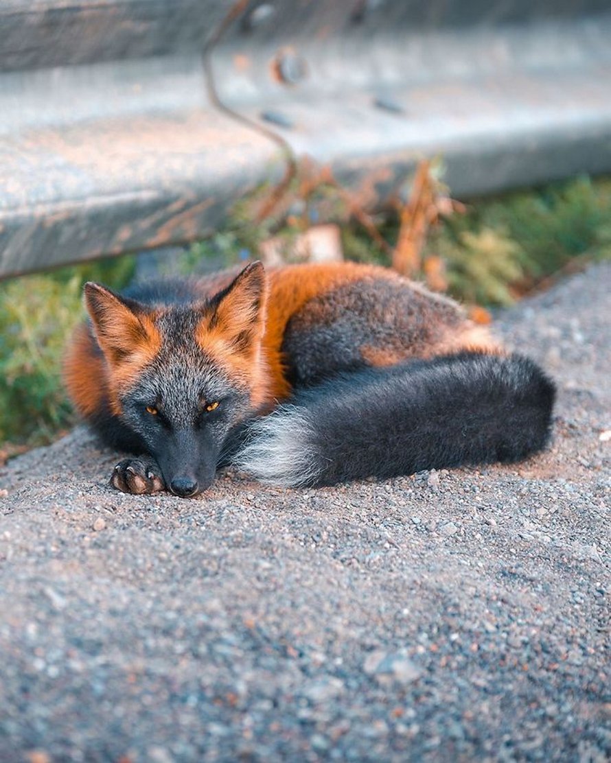Un homme a gagné la confiance d’un renard noir et roux et a partagé de superbes photos de lui
