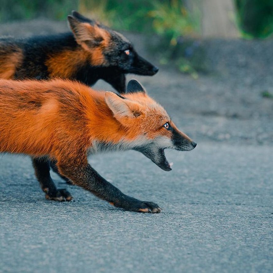 Un homme a gagné la confiance d’un renard noir et roux et a partagé de superbes photos de lui