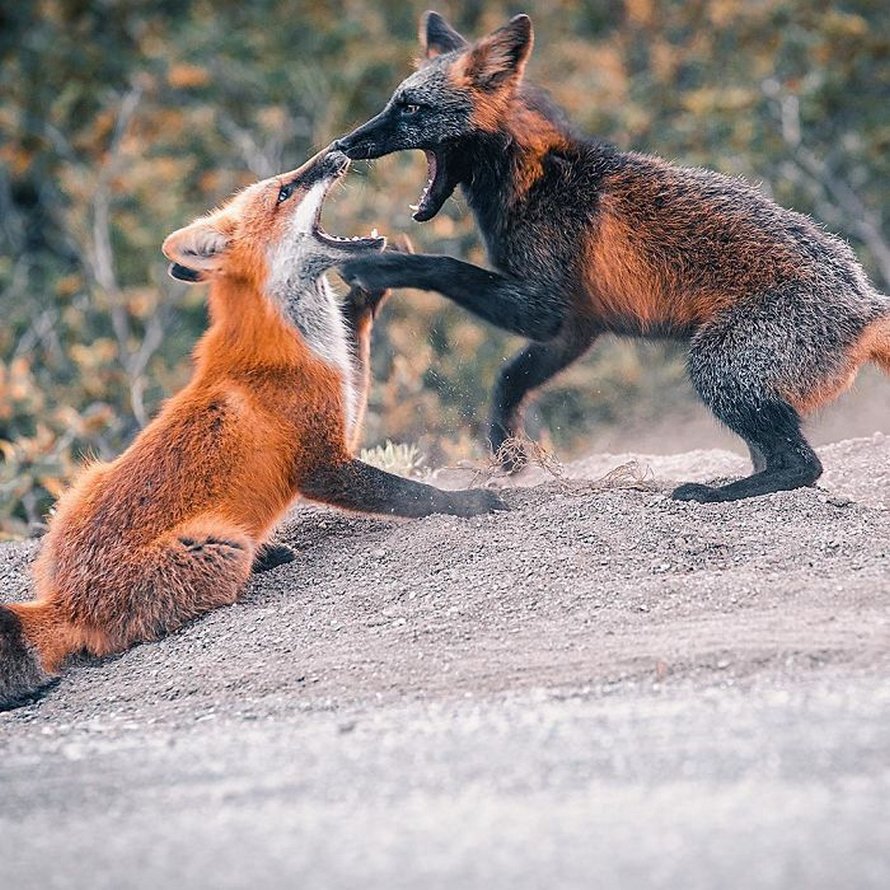 Un homme a gagné la confiance d’un renard noir et roux et a partagé de superbes photos de lui