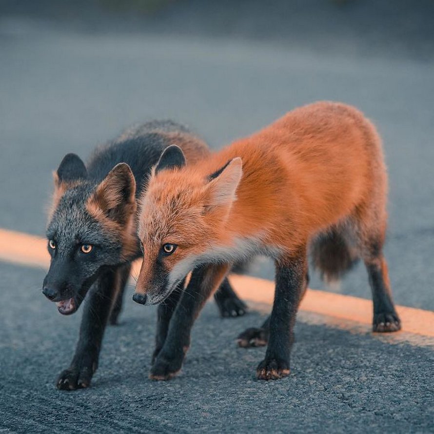 Un homme a gagné la confiance d’un renard noir et roux et a partagé de superbes photos de lui