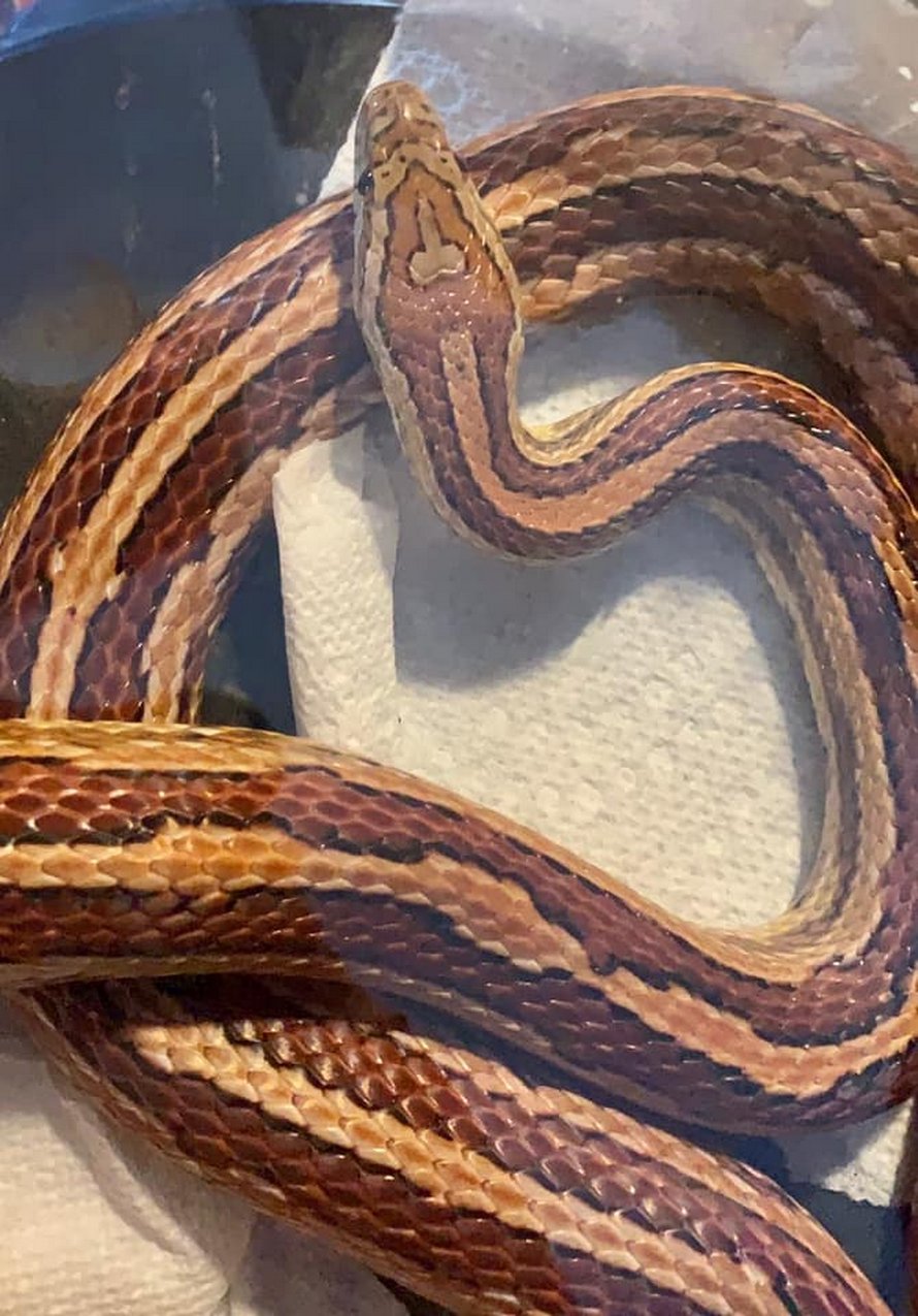 Une maman de Caroline du Sud a nommé son serpent « Tête de b*te » à cause d’une marque unique sur sa peau