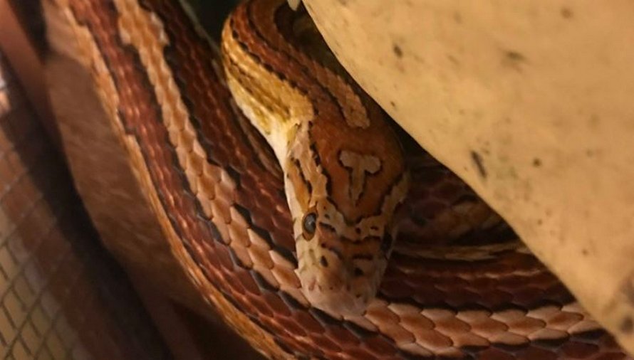 Une maman de Caroline du Sud a nommé son serpent « Tête de b*te » à cause d’une marque unique sur sa peau
