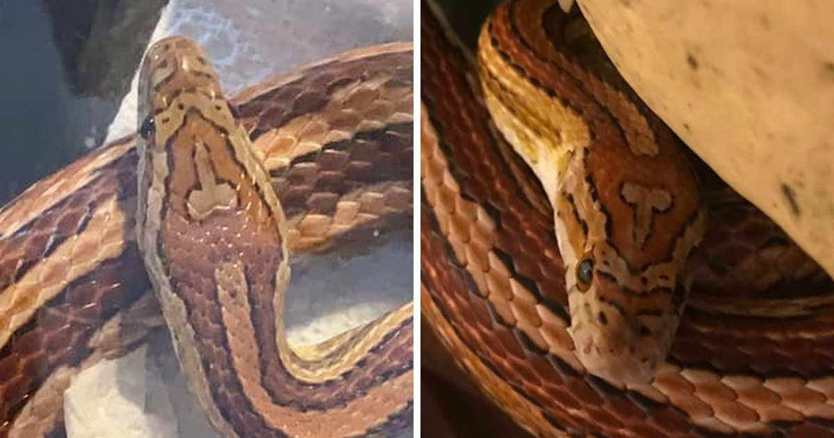 Une maman de Caroline du Sud a nommé son serpent « Tête de b*te » à cause d’une marque unique sur sa peau
