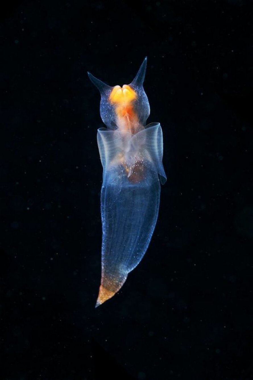 Cette vidéo d’une véritable créature appelée ange de mer flottant sous la glace dans la mer Blanche est devenue virale