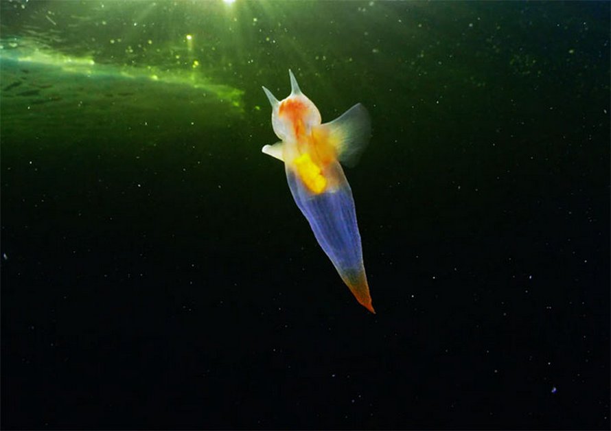 Cette vidéo d’une véritable créature appelée ange de mer flottant sous la glace dans la mer Blanche est devenue virale