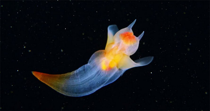 Cette vidéo d’une véritable créature appelée ange de mer flottant sous la glace dans la mer Blanche est devenue virale