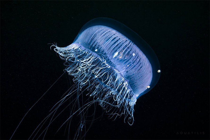 Cette vidéo d’une véritable créature appelée ange de mer flottant sous la glace dans la mer Blanche est devenue virale