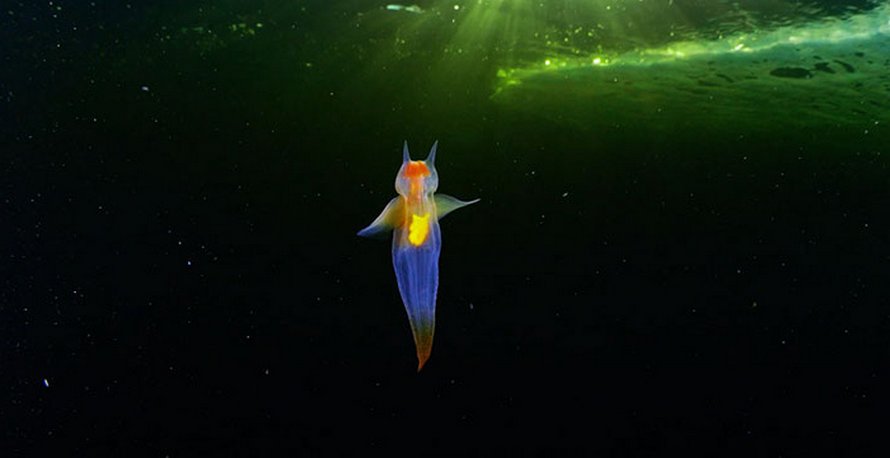 Cette vidéo d’une véritable créature appelée ange de mer flottant sous la glace dans la mer Blanche est devenue virale