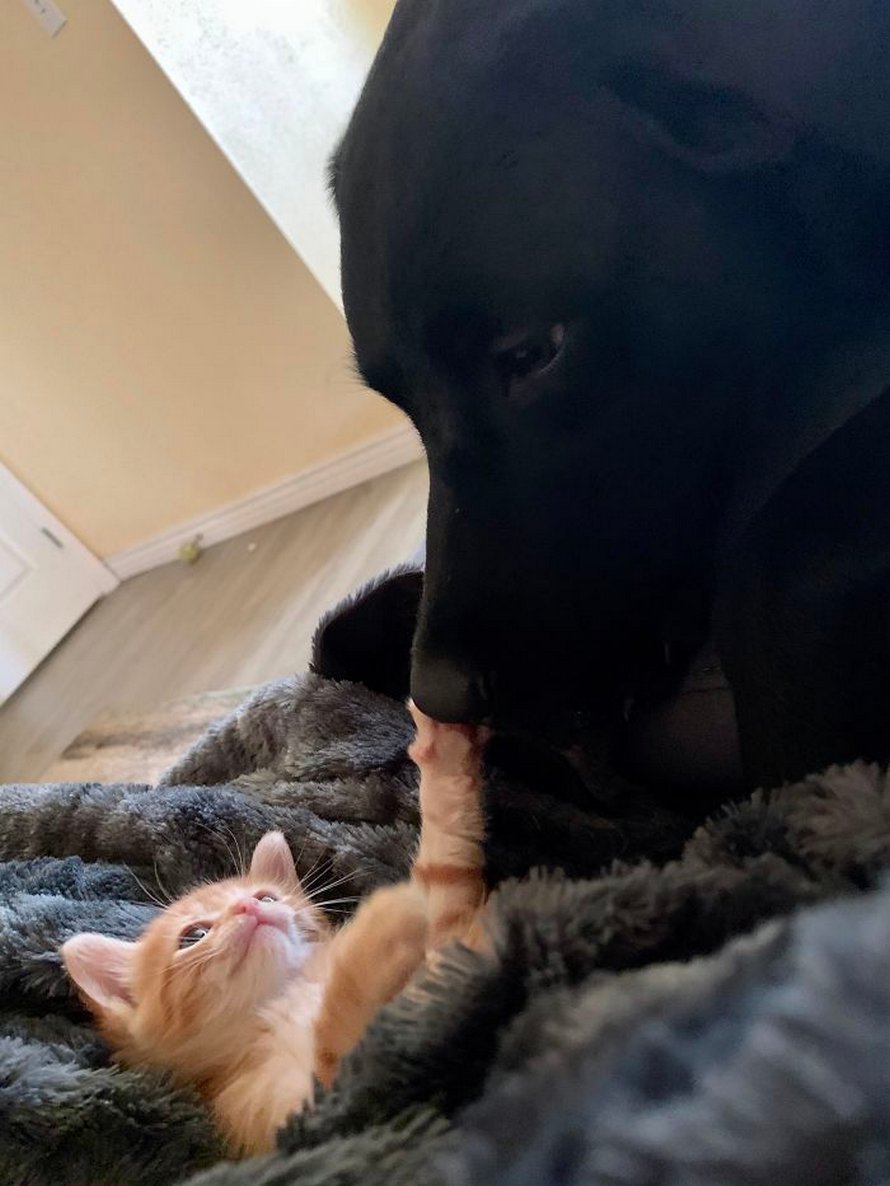 Voici les photos d’animaux secourus les plus sympas du mois (édition d’avril)