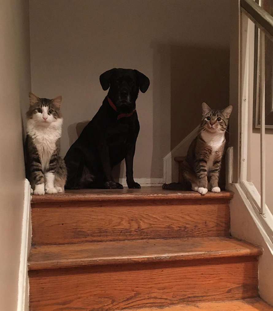 Voici les photos d’animaux secourus les plus sympas du mois (édition d’avril)