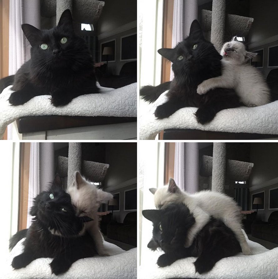 Voici les photos d’animaux secourus les plus sympas du mois (édition d’avril)