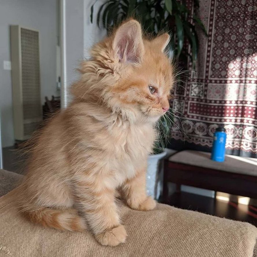 Voici les photos d’animaux secourus les plus sympas du mois (édition d’avril)