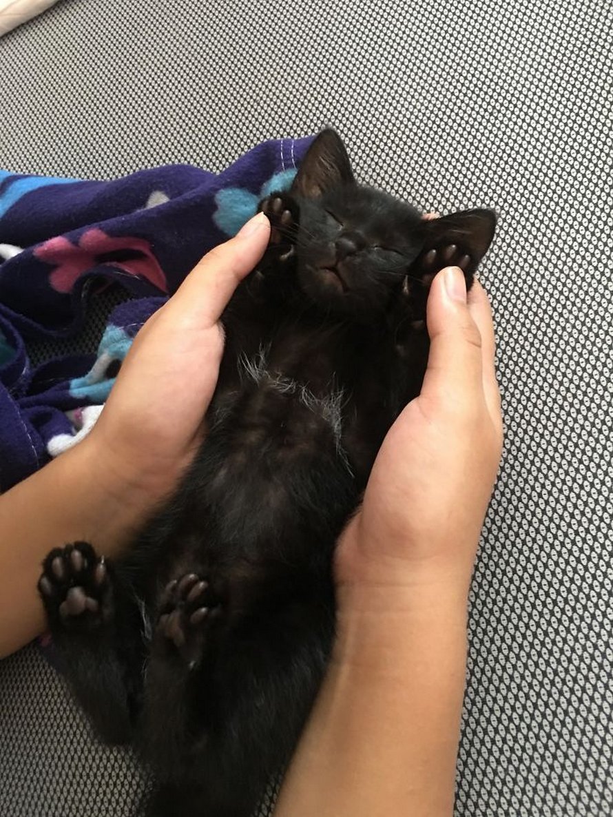 Voici les photos d’animaux secourus les plus sympas du mois (édition d’avril)