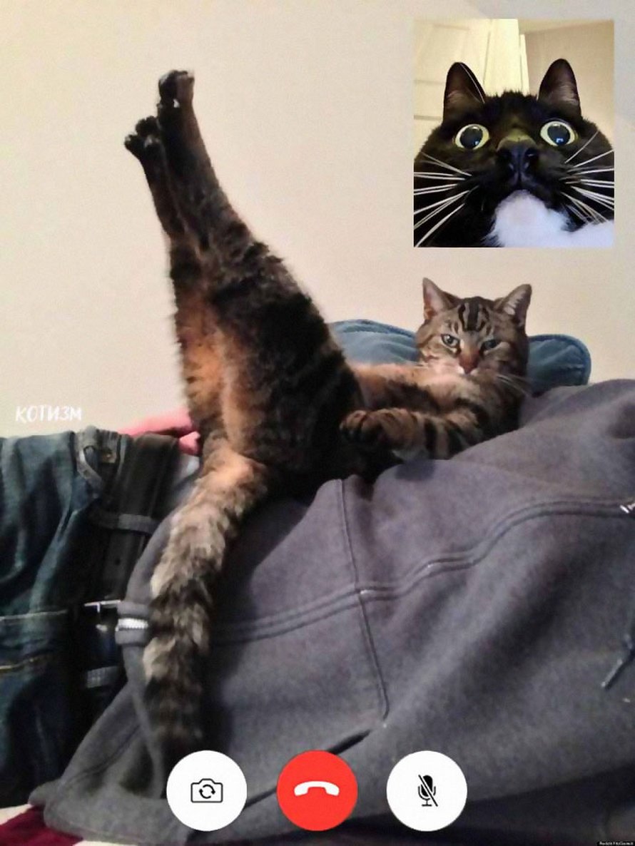Des gens partagent des photos drôles d’appels vidéo de chats qui ont l’air coquins et voici les 7 meilleures ! By IPNOZE.com Appels-video-chats-droles-004