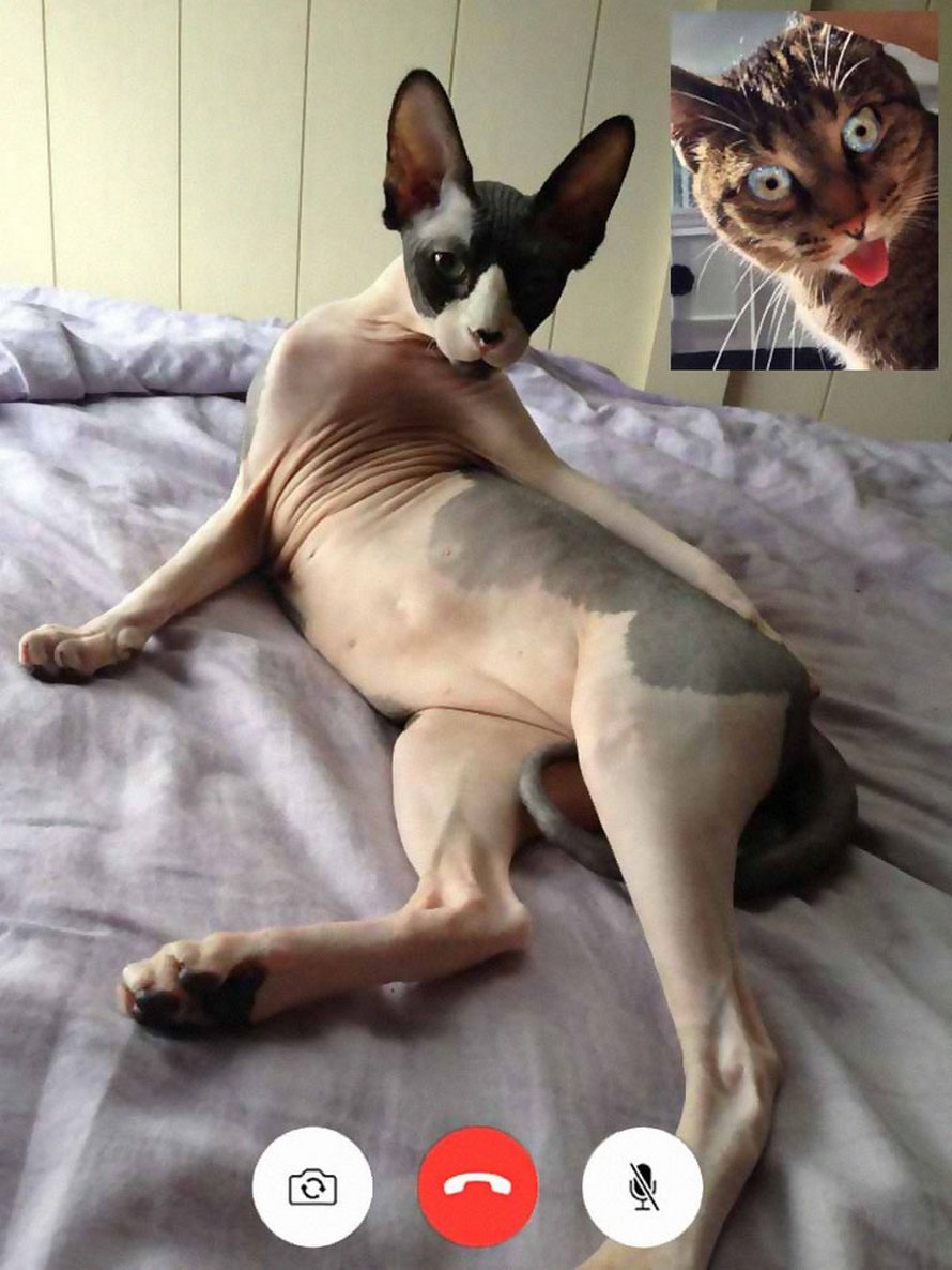 Des gens partagent des photos drôles d’appels vidéo de chats qui ont l’air coquins et voici les 7 meilleures ! By IPNOZE.com Appels-video-chats-droles-006