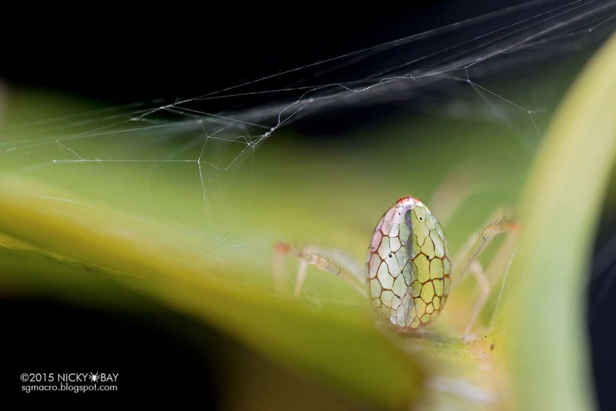 Ces araignées semblent couvertes de miroirs et ces 11 photos d’elles vont vous émerveiller
