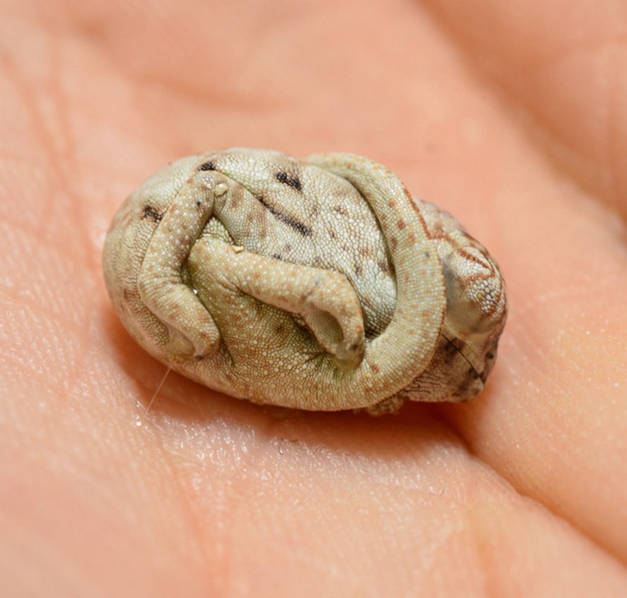 Ce Bebe Cameleon Age De Quelques Secondes Seulement Ne Se Rend Pas Compte Qu Il Est Hors De Son Oeuf Ipnoze Ce Bebe Cameleon Age De Quelques Secondes Seulement Ne Se Rend Pas Compte Qu Il Est Hors De Son Oeuf Ipnoze