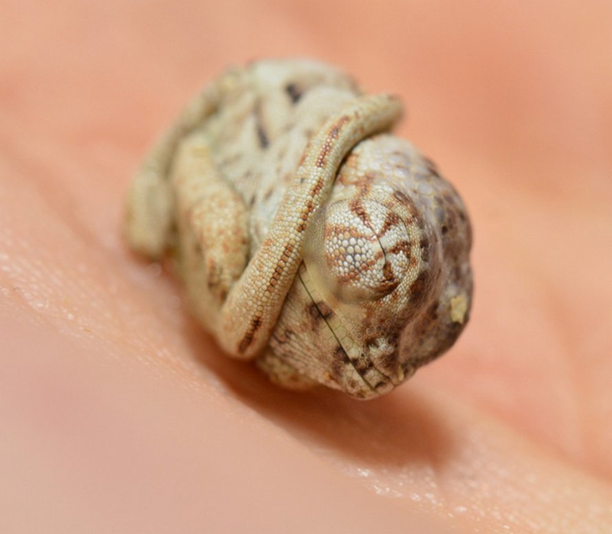 Ce Bebe Cameleon Age De Quelques Secondes Seulement Ne Se Rend Pas Compte Qu Il Est Hors De Son Oeuf Ipnoze Ce Bebe Cameleon Age De Quelques Secondes Seulement Ne Se Rend Pas Compte Qu Il Est Hors De Son Oeuf Ipnoze