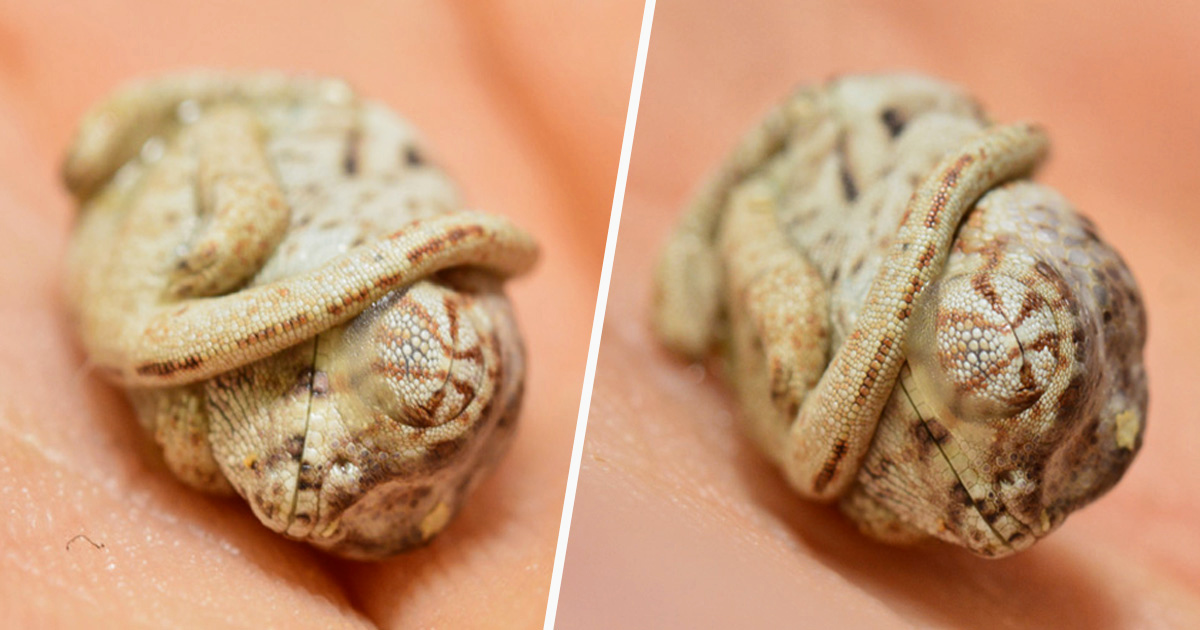 Ce Bebe Cameleon Age De Quelques Secondes Seulement Ne Se Rend Pas Compte Qu Il Est Hors De Son Oeuf Ipnoze Ce Bebe Cameleon Age De Quelques Secondes Seulement Ne Se Rend Pas Compte Qu Il Est Hors De Son Oeuf Ipnoze