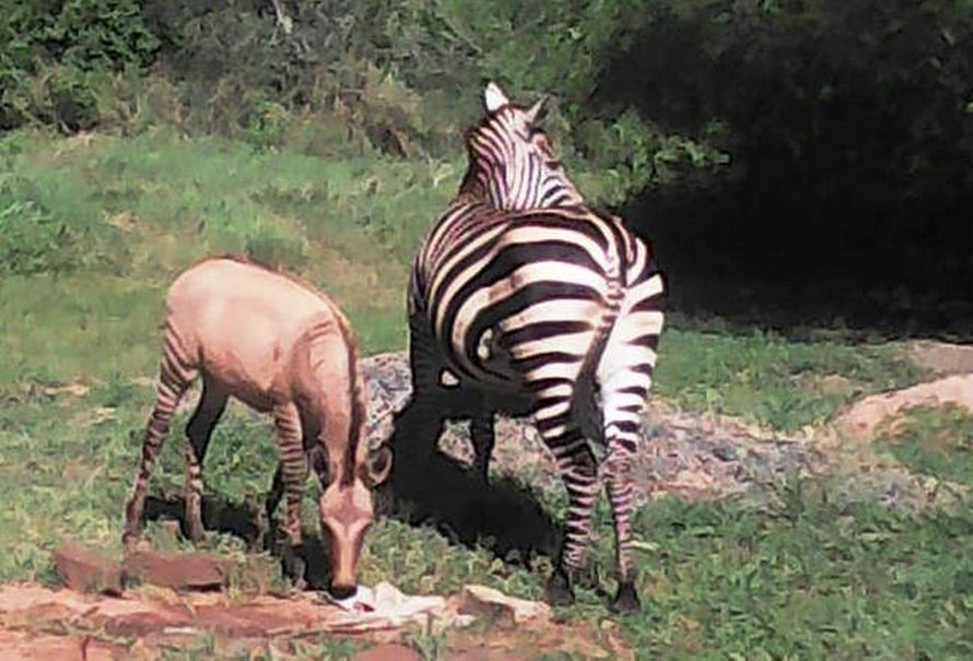https://www.ipnoze.com/wordpress/wp-content/uploads/2020/04/bebe-zebrane-chyulu-hills-kenya-001.jpg