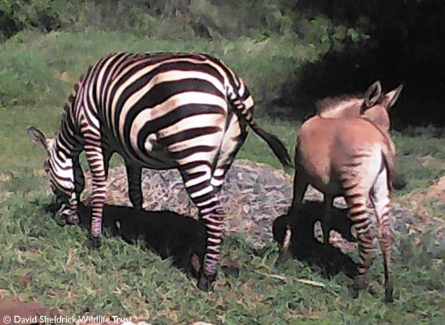 https://www.ipnoze.com/wordpress/wp-content/uploads/2020/04/bebe-zebrane-chyulu-hills-kenya-003.jpg