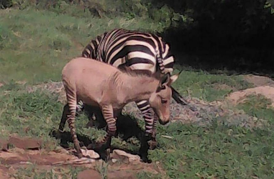 https://www.ipnoze.com/wordpress/wp-content/uploads/2020/04/bebe-zebrane-chyulu-hills-kenya-004.jpg