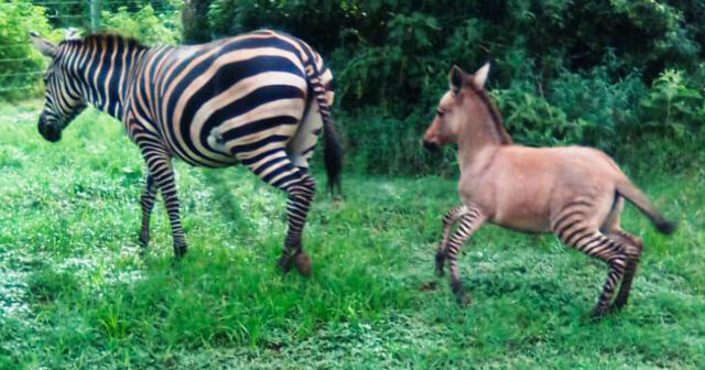 Ce rare bébé zébrâne est né d’une maman zèbre qui s’est accouplée avec ...