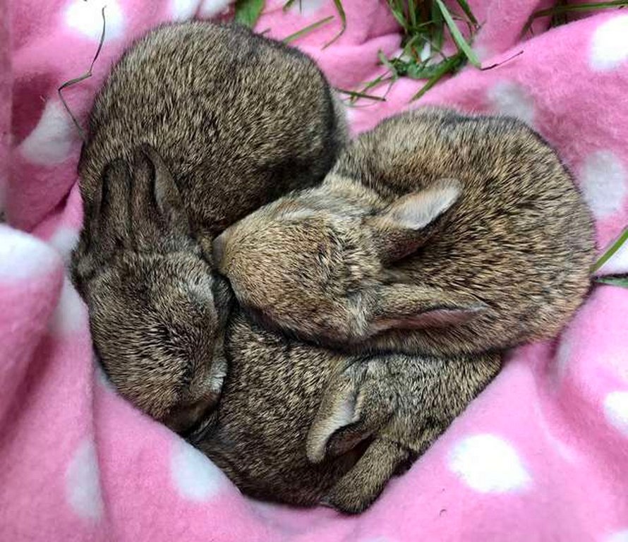 Ces Bebes Lapins Se Sont Endormis En Forme De Coeur Juste Apres Avoir Ete Secourus Ipnoze