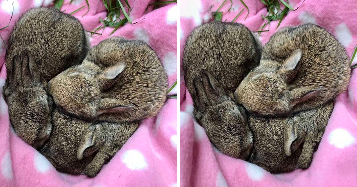 Ces Bebes Lapins Se Sont Endormis En Forme De Coeur Juste Apres Avoir Ete Secourus Ipnoze