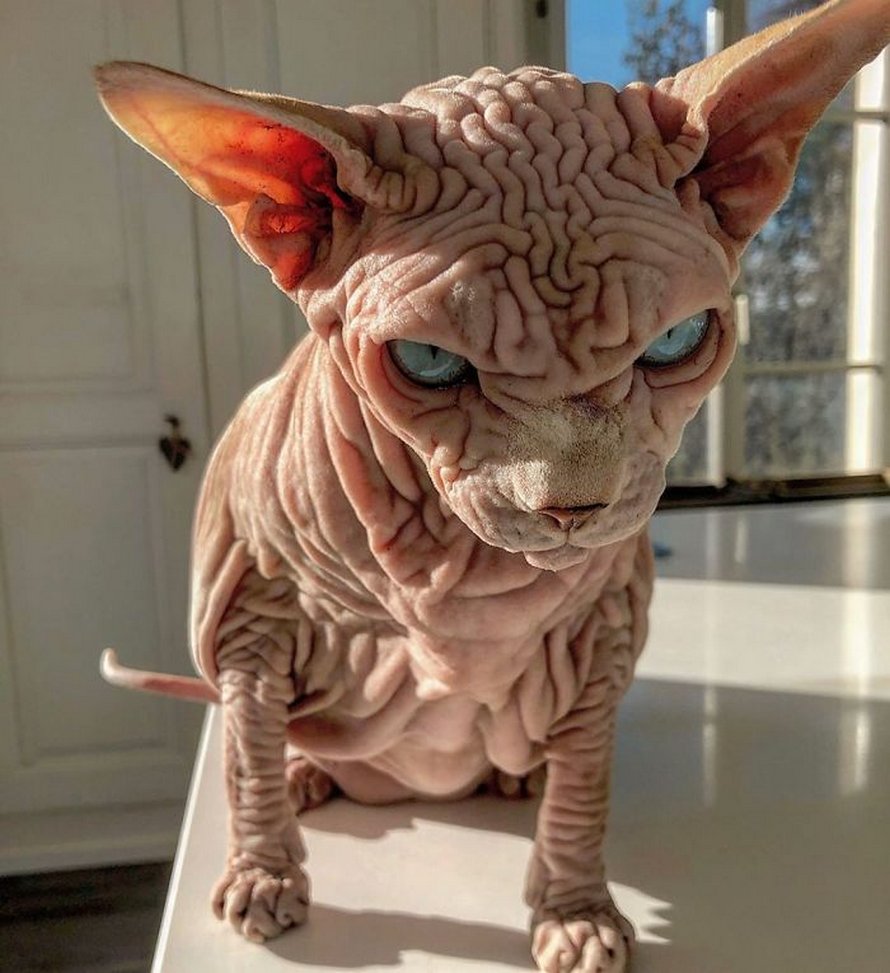 Ce Chat Sphynx Avec Des Tonnes De Plis Et Un Air Malefique Est En Fait Tres Adorable Ipnoze