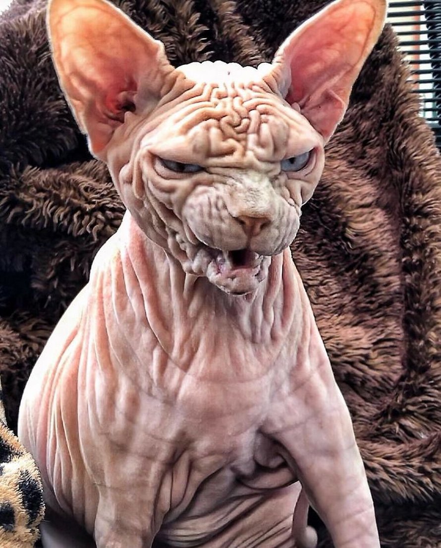 Ce Chat Sphynx Avec Des Tonnes De Plis Et Un Air Malefique Est En Fait Tres Adorable Ipnoze