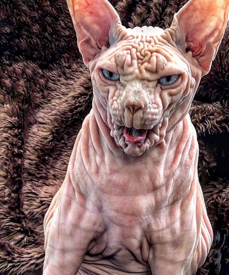 Ce chat sphynx avec des tonnes de plis et un air maléfique est en fait