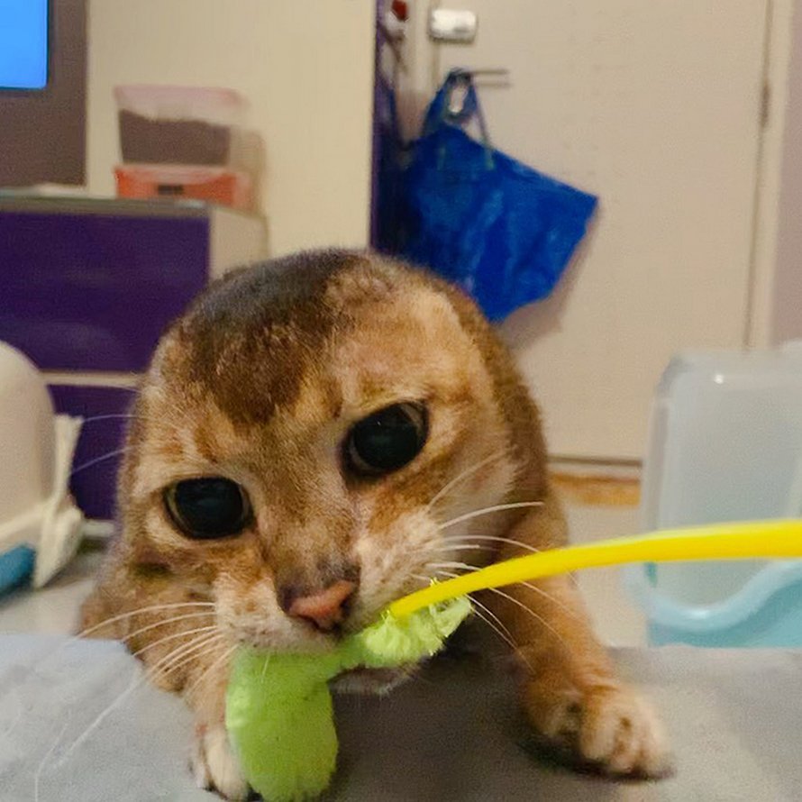 Un Chat Qui A Perdu Ses Oreilles Trouve Une Nouvelle Maison Et Un Meilleur Ami Et Voici 24 Photos De Lui Ipnoze