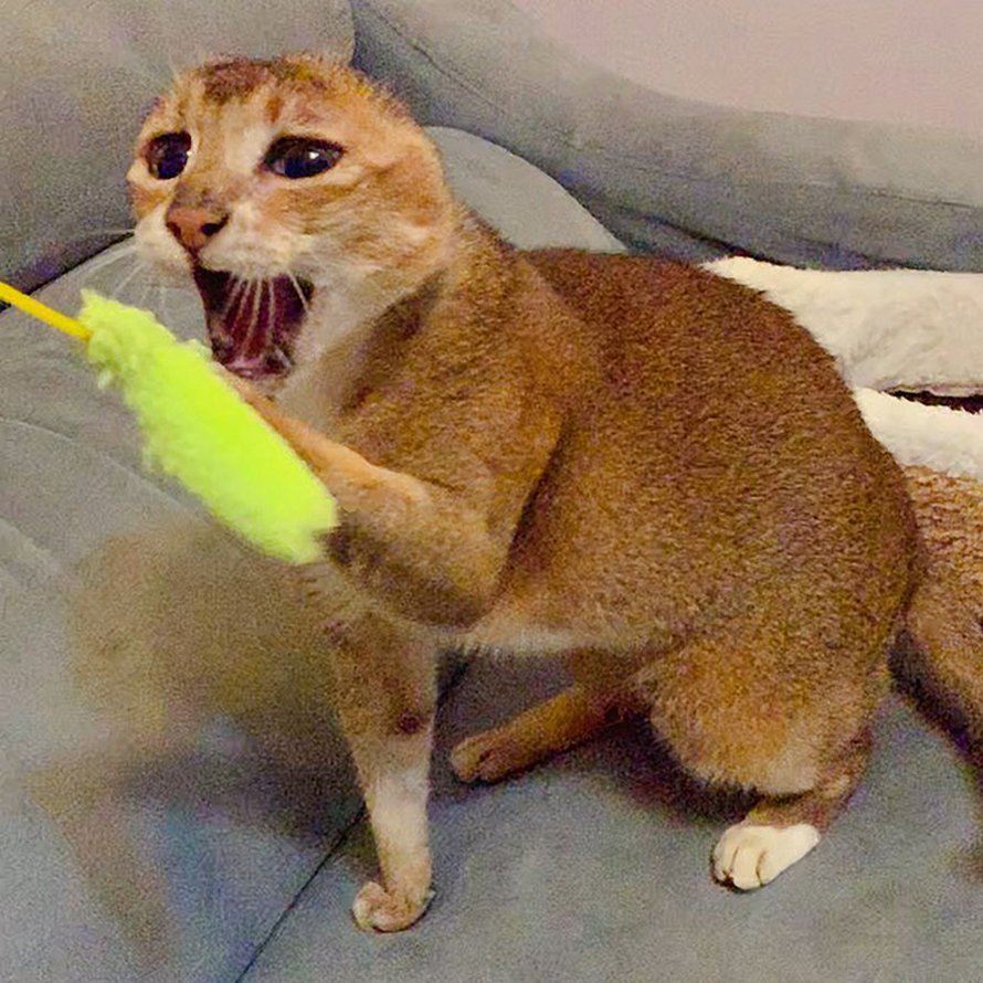 Un Chat Qui A Perdu Ses Oreilles Trouve Une Nouvelle Maison Et Un Meilleur Ami Et Voici 24 Photos De Lui Ipnoze Un Chat Qui A Perdu Ses Oreilles Trouve Une Nouvelle Maison Et Un Meilleur Ami Et Voici 24 Photos De Lui Ipnoze