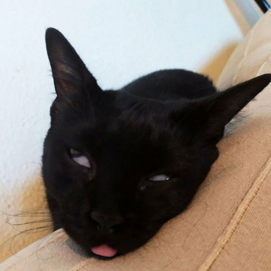 Des Chats Bizarres Ont Ete Reveles Par Leurs Proprietaires Et Ces 22 Photos Vont Te Faire Rire Ipnoze