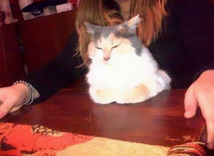 Mon Chat Fait Pipi Sur Mon Lit Devant Moi Des chats bizarres ont été révélés par leurs propriétaires et ces 22