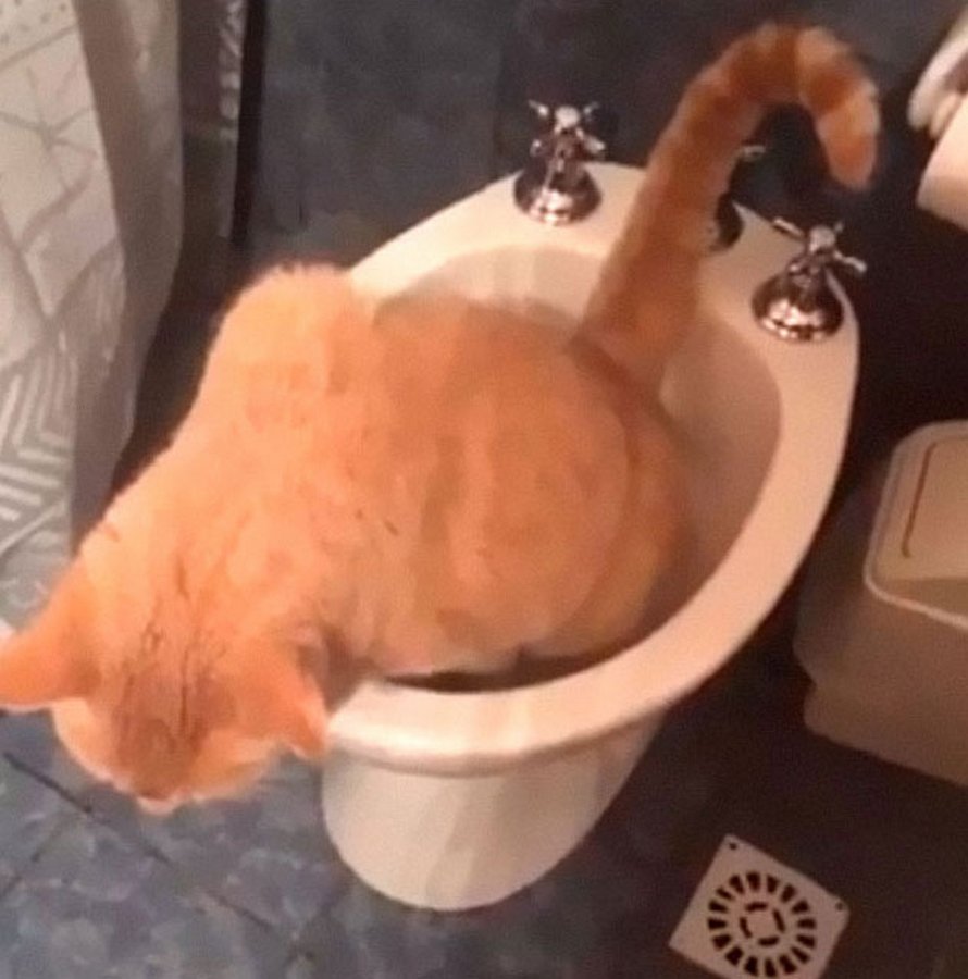 Des Chats Bizarres Ont Ete Reveles Par Leurs Proprietaires Et Ces 22 Photos Vont Te Faire Rire Ipnoze
