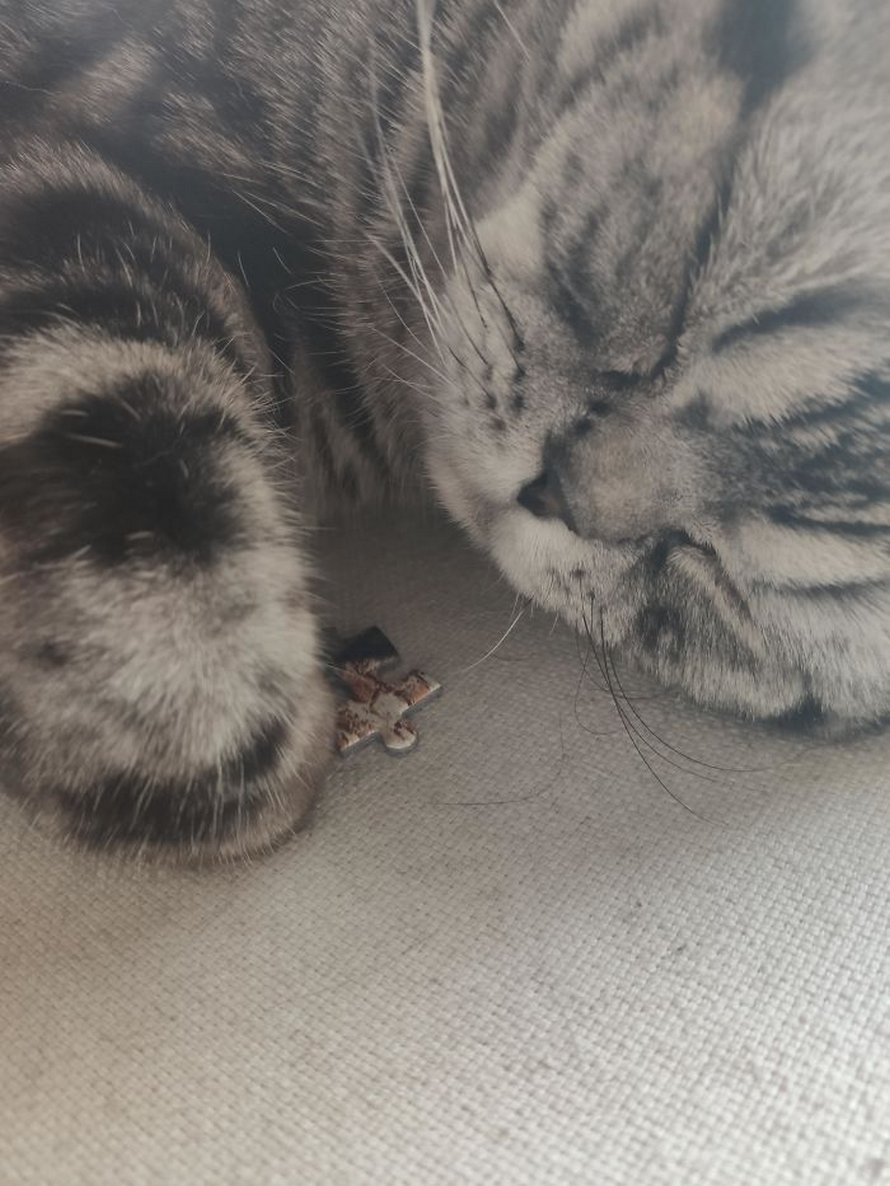 Ces photos montrent ce qui arrive quand tu essaies de compléter un puzzle avec ton chat