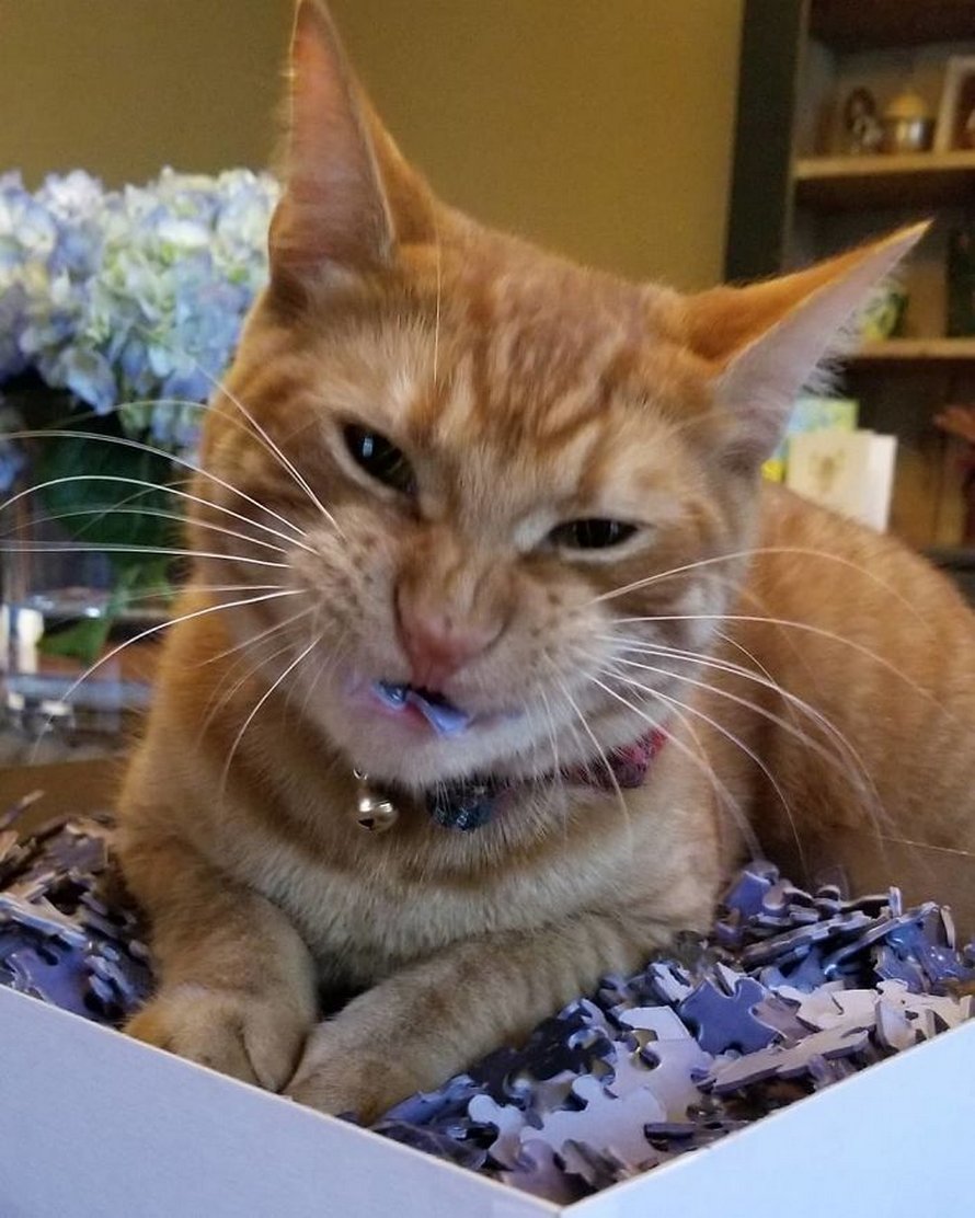 Ces photos montrent ce qui arrive quand tu essaies de compléter un puzzle avec ton chat