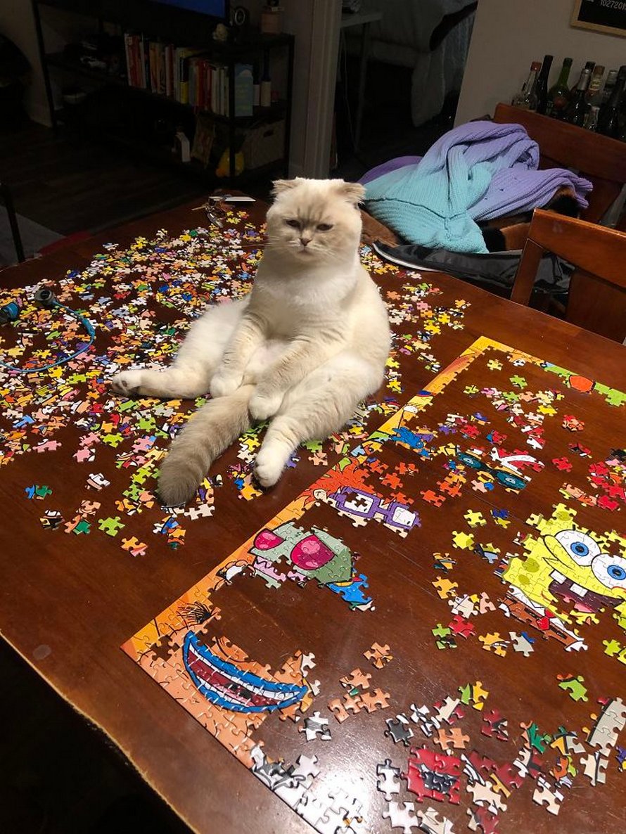 Ces photos montrent ce qui arrive quand tu essaies de compléter un puzzle avec ton chat