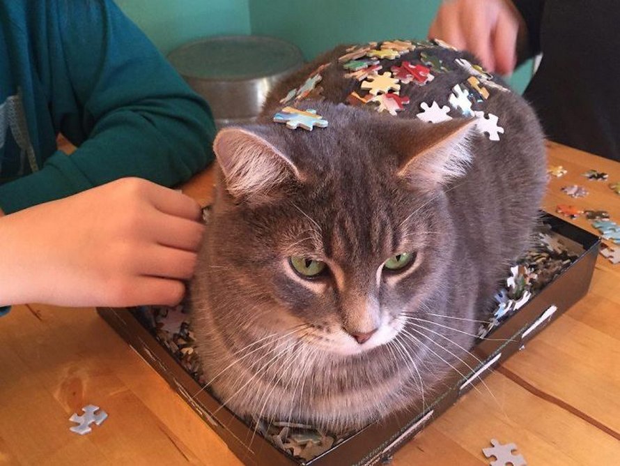 Ces photos montrent ce qui arrive quand tu essaies de compléter un puzzle avec ton chat