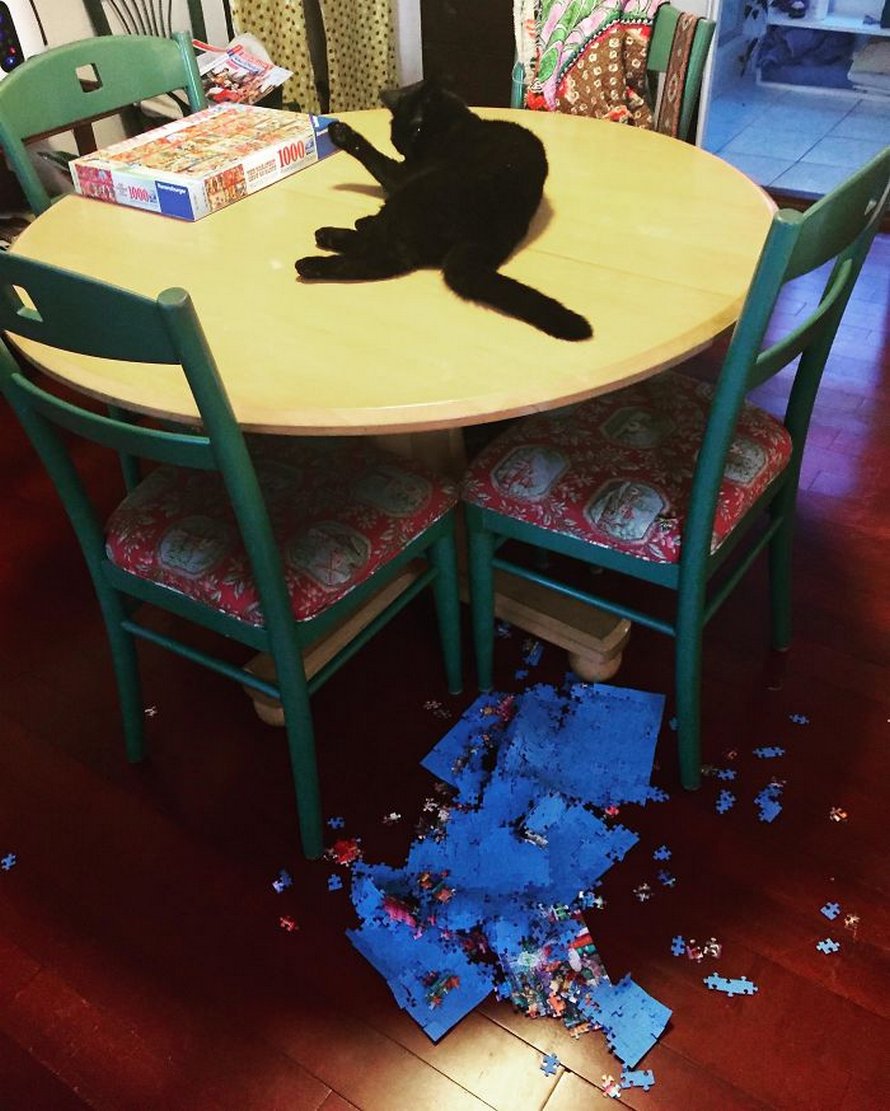 Ces photos montrent ce qui arrive quand tu essaies de compléter un puzzle avec ton chat