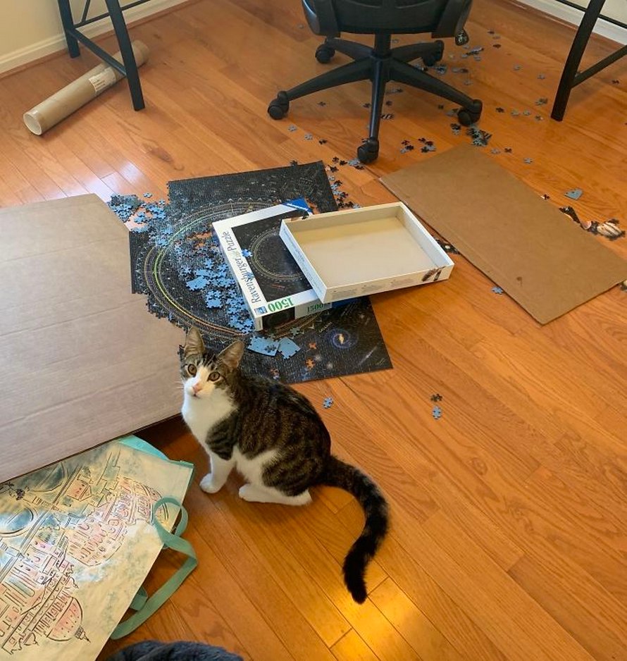 Ces photos montrent ce qui arrive quand tu essaies de compléter un puzzle avec ton chat